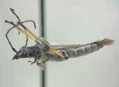 Callimoxys fuscipennis