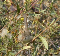 Prinia gracilis