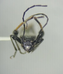 Callimoxys fuscipennis