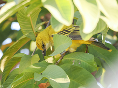 Oriolus auratus