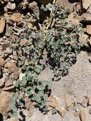 Euphorbia perennans