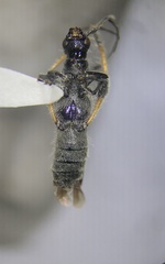 Callimoxys fuscipennis