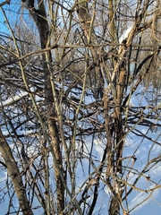 Caragana arborescens