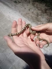 Zamenis scalaris