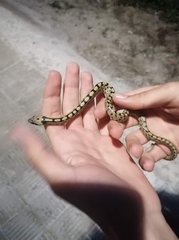 Zamenis scalaris