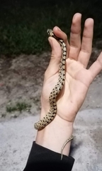 Zamenis scalaris