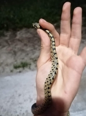 Zamenis scalaris