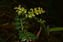 Weinmannia