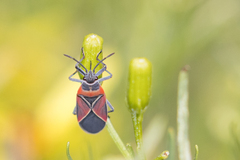 Neacoryphus bicrucis