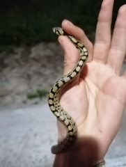 Zamenis scalaris