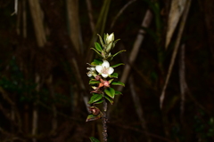 Myrteola phylicoides