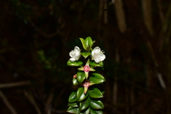 Myrteola phylicoides