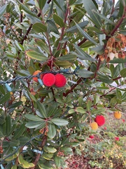 Arbutus