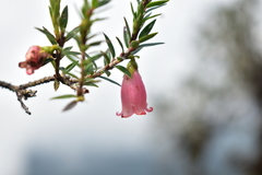 Disterigma pernettyoides