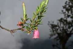 Disterigma pernettyoides