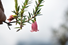 Disterigma pernettyoides