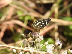 Anthanassa tulcis