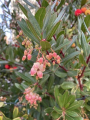 Arbutus