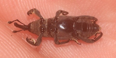 Rhodobaenus