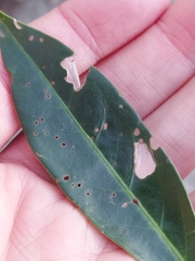 Wilsonomyces carpophilus