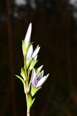 Gentianaceae