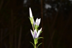 Gentianaceae