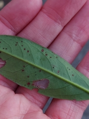 Wilsonomyces carpophilus