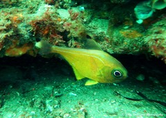Pempheris affinis