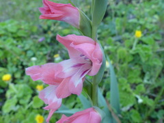 Gladiolus ochroleucus
