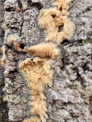 Radulomyces