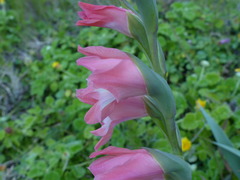 Gladiolus ochroleucus