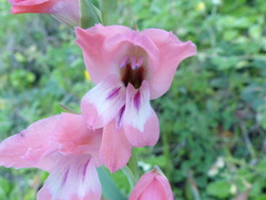 Gladiolus ochroleucus
