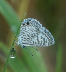 Leptotes cassius