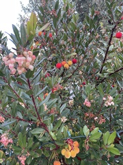 Arbutus