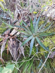 Agave xylonacantha
