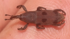 Rhodobaenus