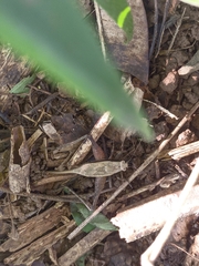 Eneoptera surinamensis