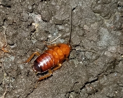 Parcoblatta virginica