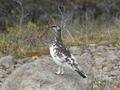 Lagopus muta islandorum