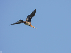 Anhinga rufa