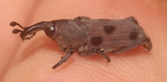 Rhodobaenus