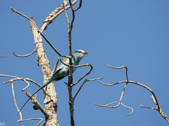 Coracias abyssinicus
