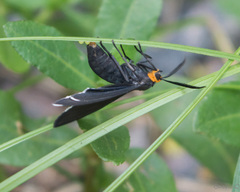 Ctenucha rubriceps