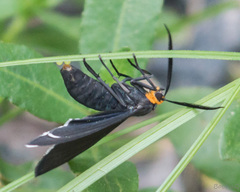 Ctenucha rubriceps