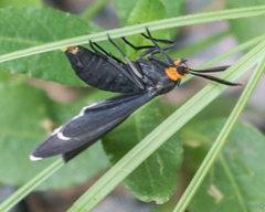 Ctenucha rubriceps