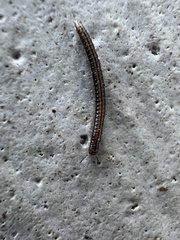 Brachyiulus