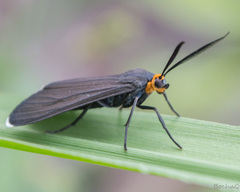 Ctenucha rubriceps