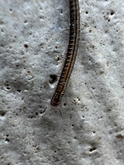 Brachyiulus