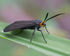 Ctenucha rubriceps