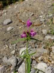 Galeopsis angustifolia